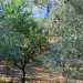 Un albero di mandarini colora un orticello stretto tra le case(foto di Alessia Schiavone)